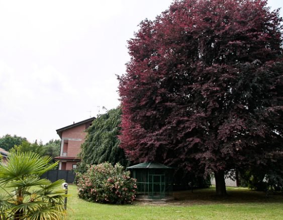 VILLA SEVESO FAGGIO ROSSO CON VOLIERA-3265
