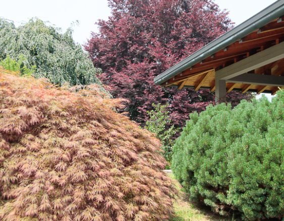 VILLA SEVESO VEGETAZIONE-3281