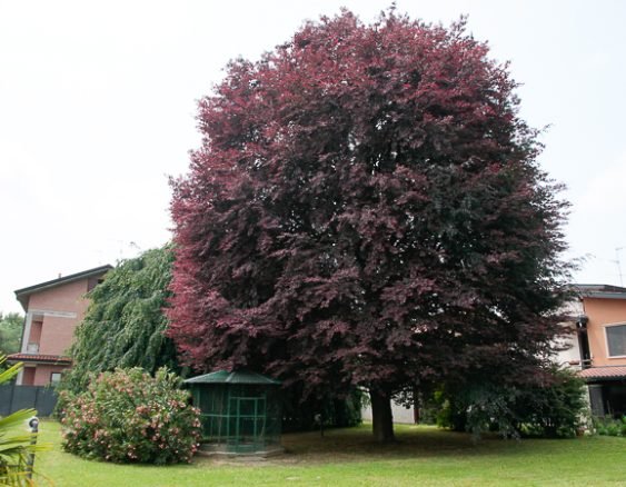 faggio rosso seveso-3264